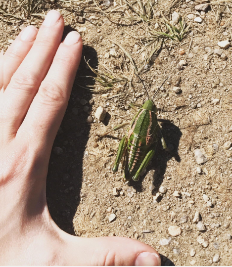 grasshopper-coloradoplains.png