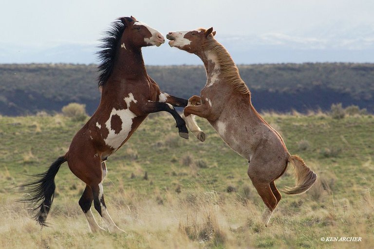 stallions4.jpg