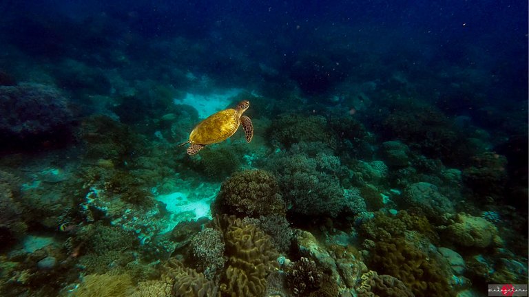 apo island (6).PNG