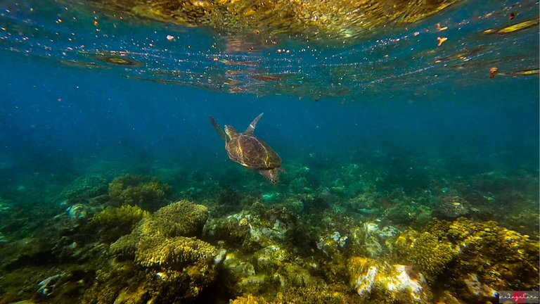 apo island (4).PNG