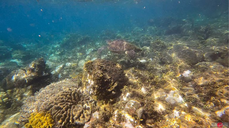 apo island (3).PNG