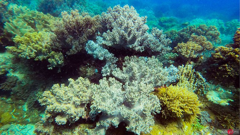 apo island (16).PNG