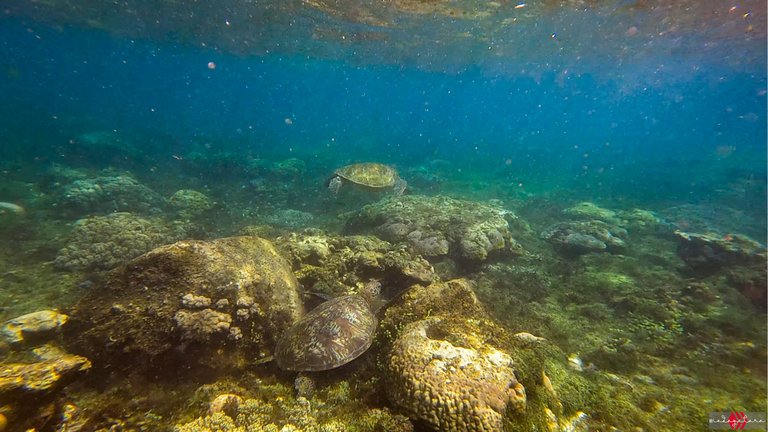 apo island (10).PNG