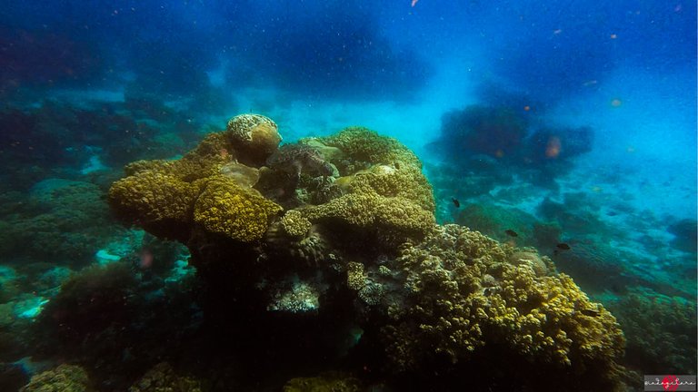 apo island (7).PNG