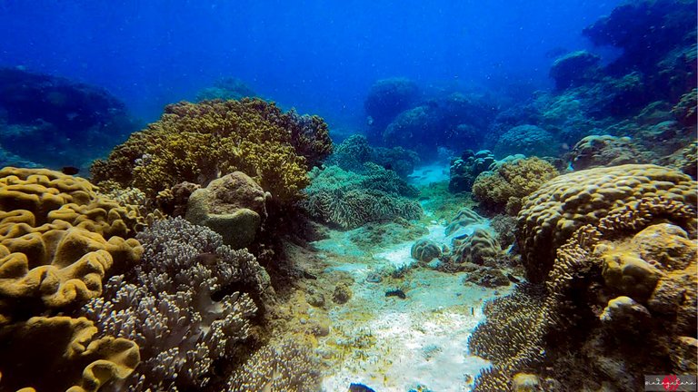 apo island (1).PNG