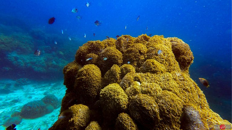 apo island (15).PNG