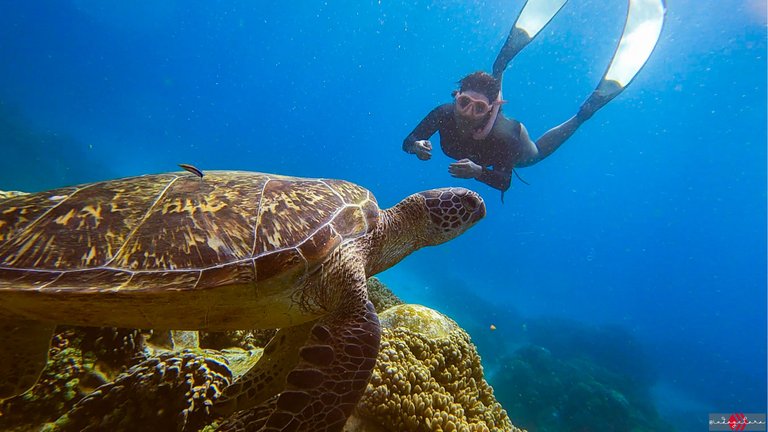 apo island (2).PNG