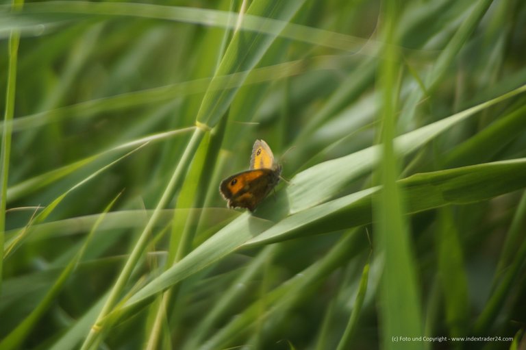 20200707 Schmetterlin Wiesenvögelchen kleines.jpg