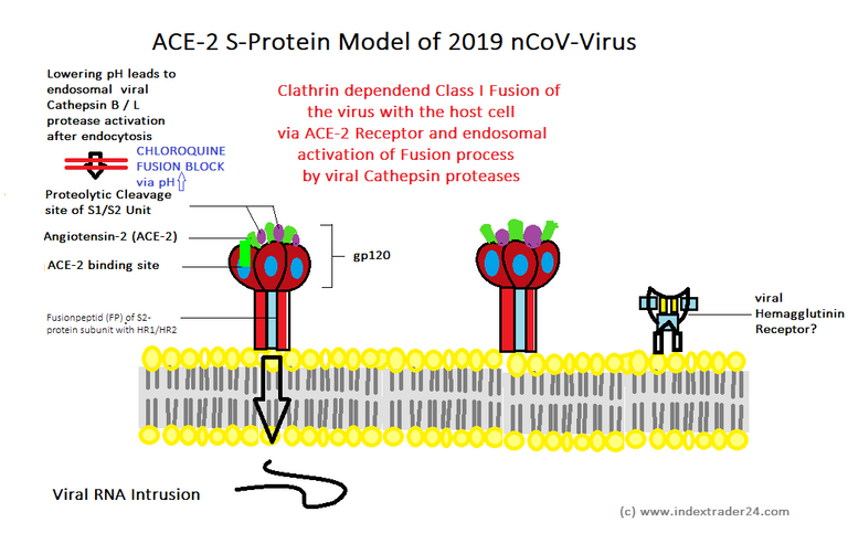 Virus Membran Schema native ACE2 S Protein nCoV Model HE Rezeptor Clathrin Chloroquine.png
