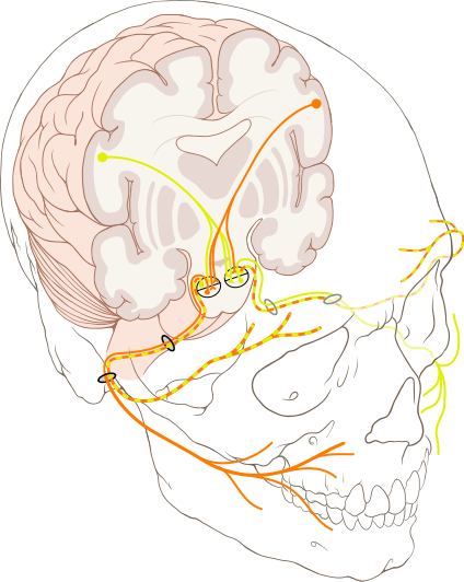 424pxCranial_nerve_VII.svg.png