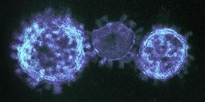 coronavirus 1.jpg