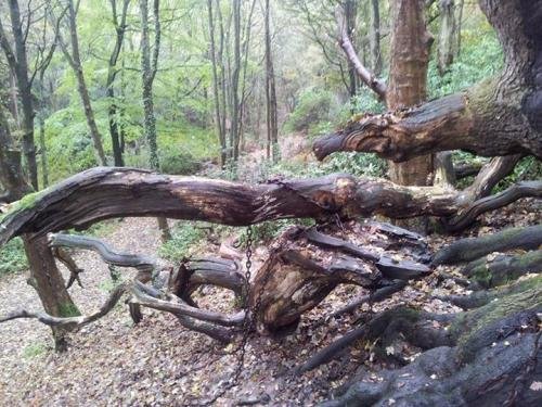 Mysterious old oak tree (Photo: Odditycentral)