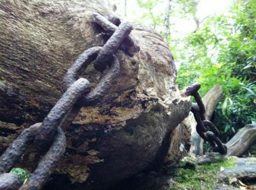 Mysterious old oak tree (Photo: Odditycentral)