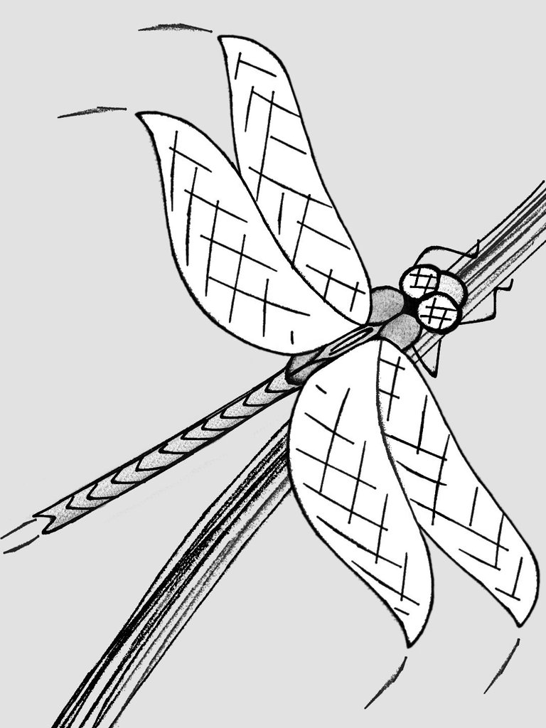 dragonfly1.jpg