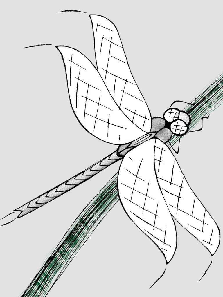 dragonfly1b.jpg