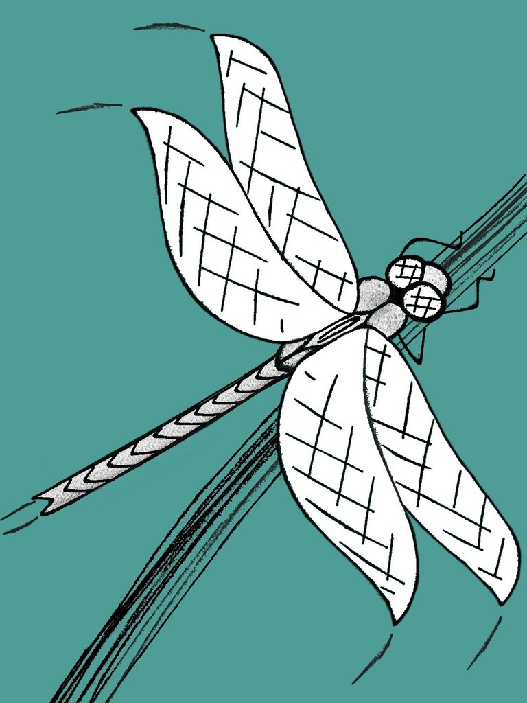 dragonfly2.jpg