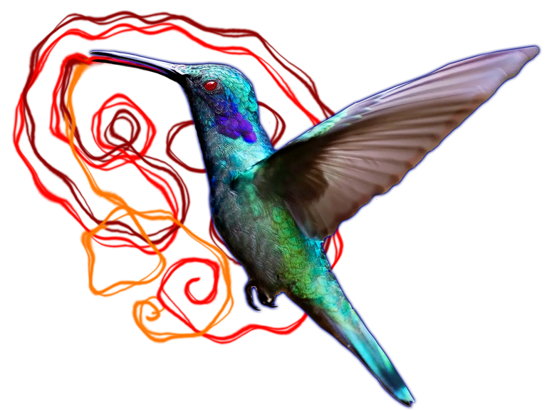 hummingbird1.png