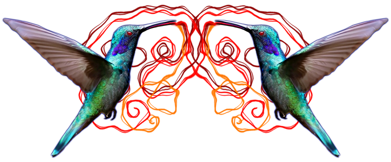 hummingbird2.png