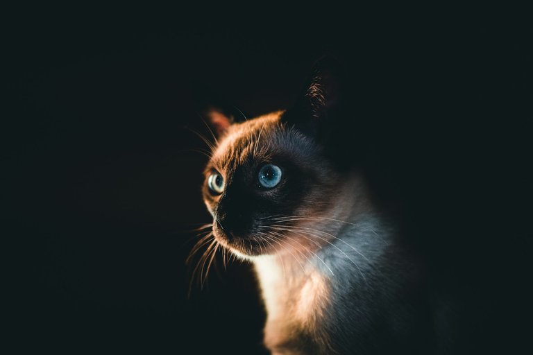 felix-mittermeier-ecGF7uTqxAE-unsplash.jpg