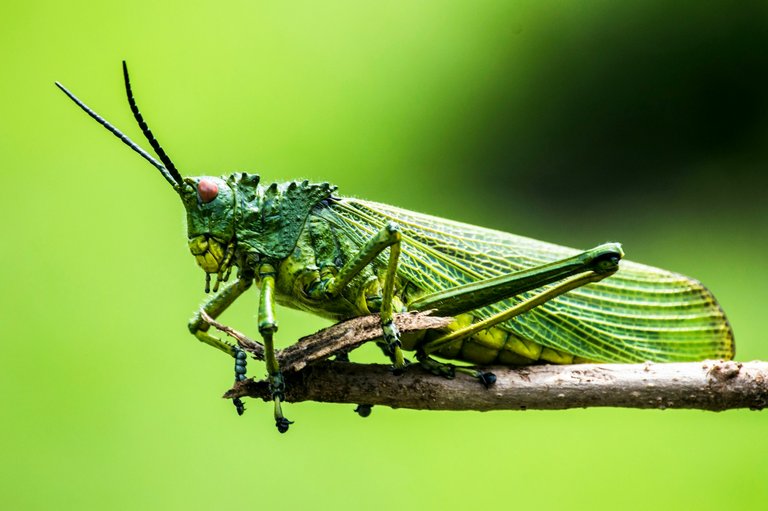 elegance-nairobi-Ja_FIdTNJaQ-unsplash.jpg