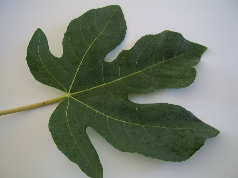 green-fig-leaf.jpg