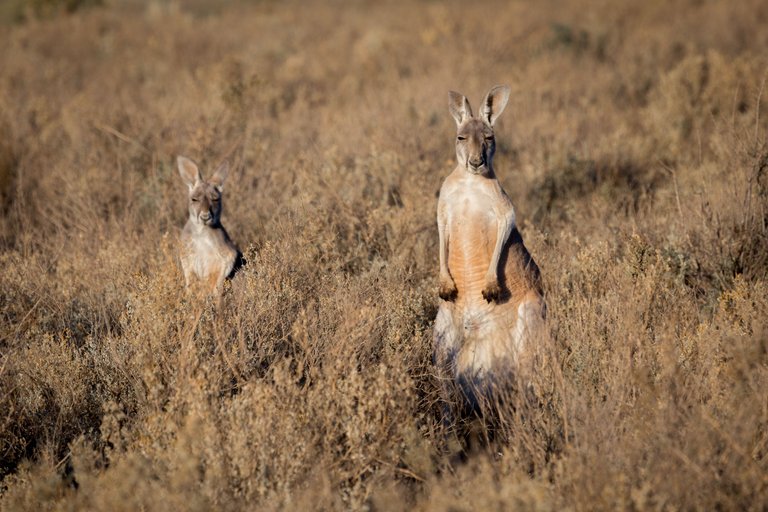 Red Kangaroos.jpg