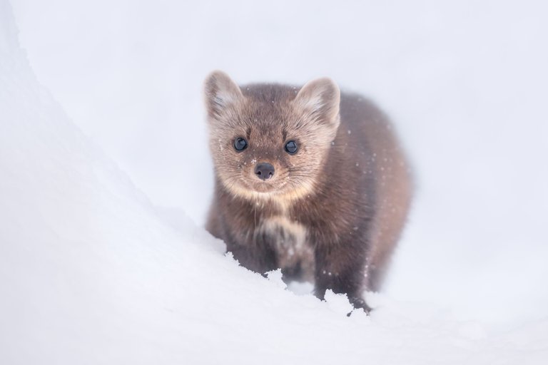 Pine Marten Snow.jpg