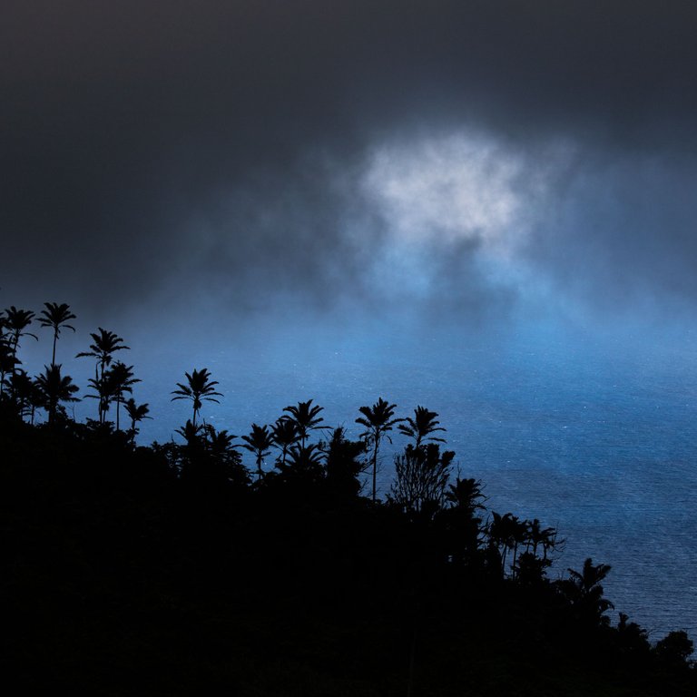 Dominica Stormy Palm Trees.jpg