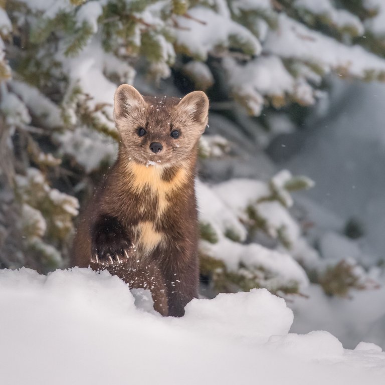 American Marten Square IG.jpg