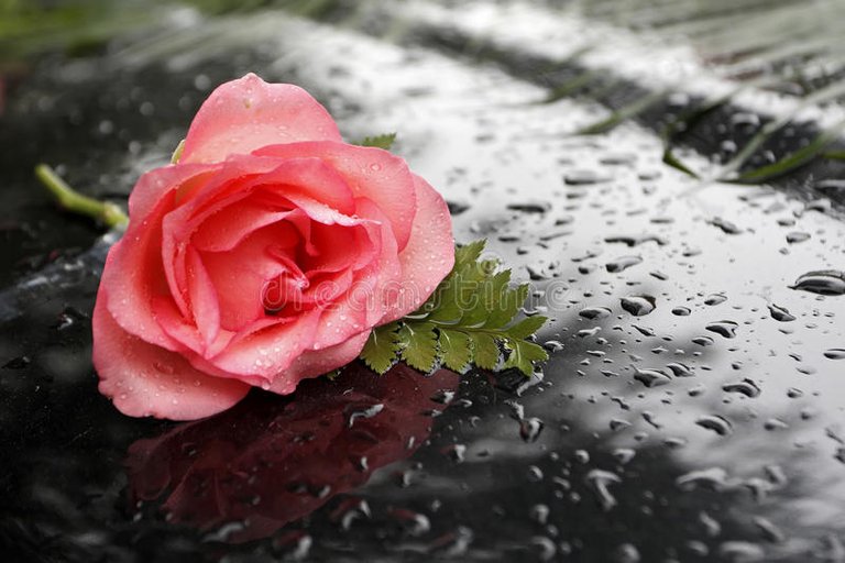 una-rosa-en-la-lluvia-10470544.jpg