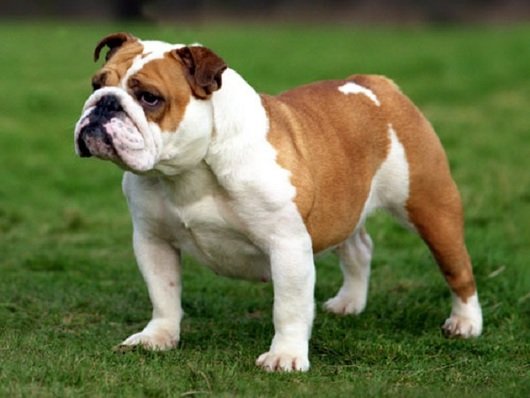 perra_bulldog_ingles.jpg