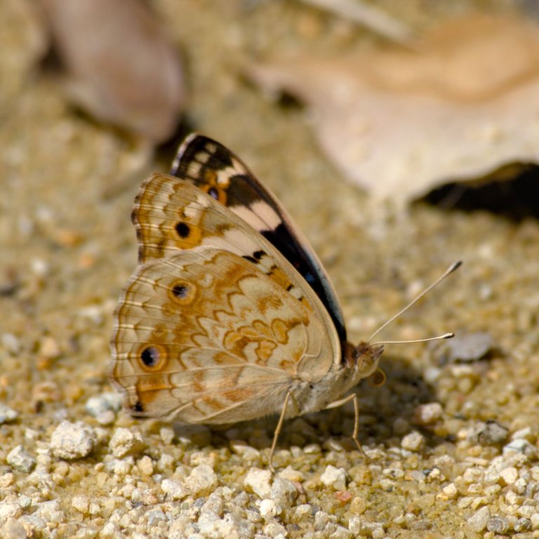 DSC_0241.jpg