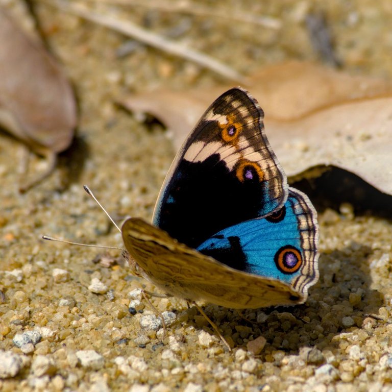 DSC_0248.jpg