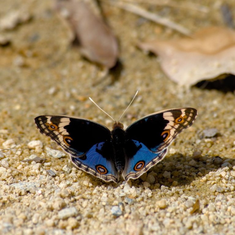 DSC_0240.jpg