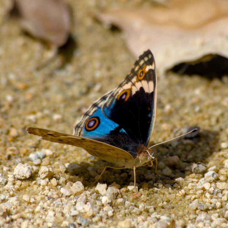 DSC_0243.jpg
