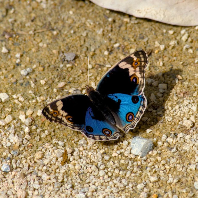 DSC_0236.jpg