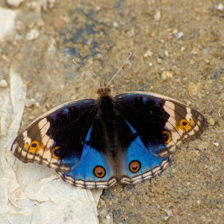DSC_0250.jpg