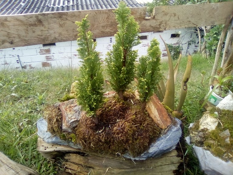 BONSAI 005.jpg