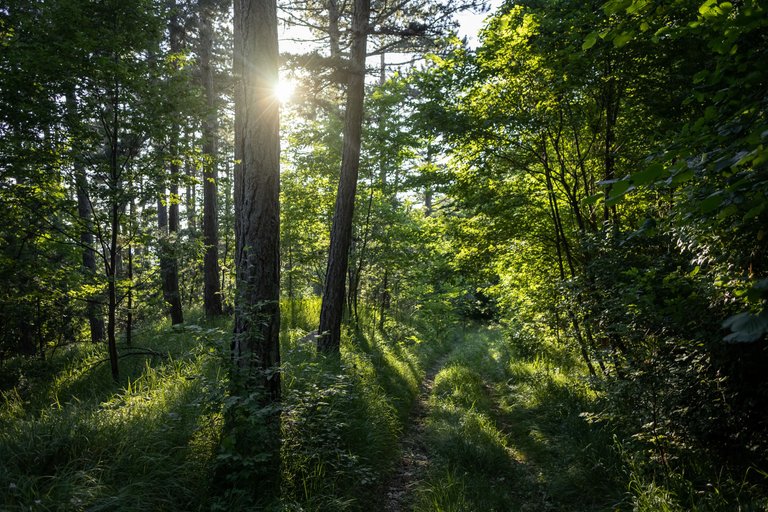 breathtaking-view-of-an-amazing-forest-with-lots-of-trees.jpg