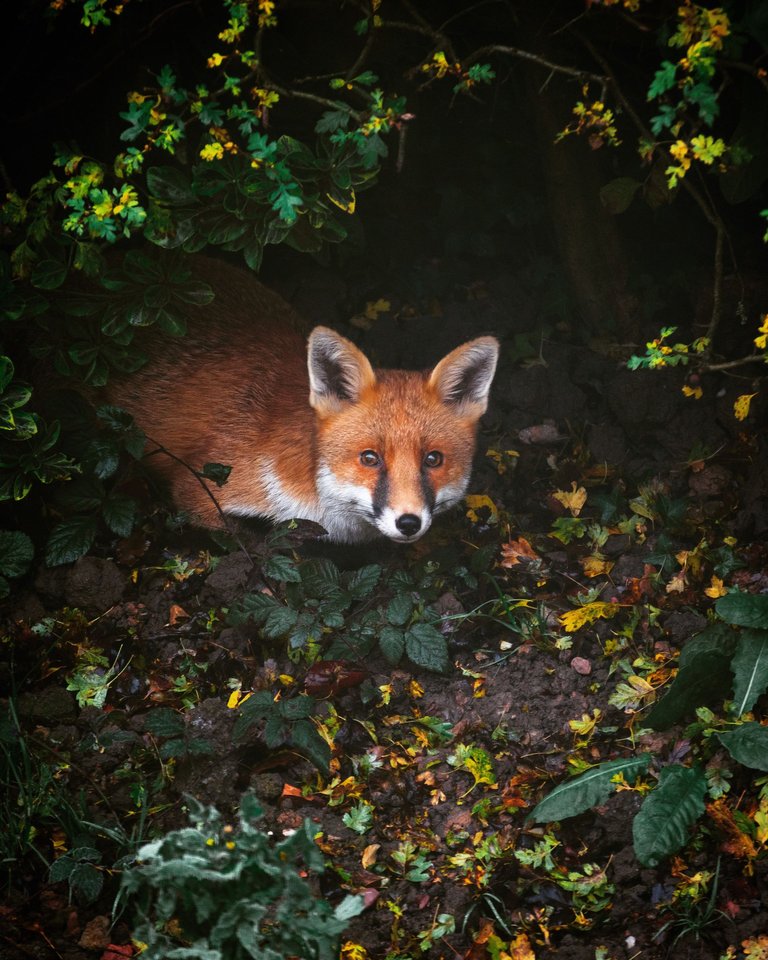high-angle-shot-of-red-fox-in-forest-covered-in-greenery-under-the-lights.jpg