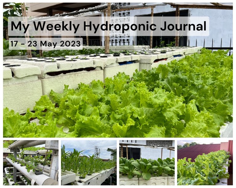 My Weekly Hydroponic Journal.jpg