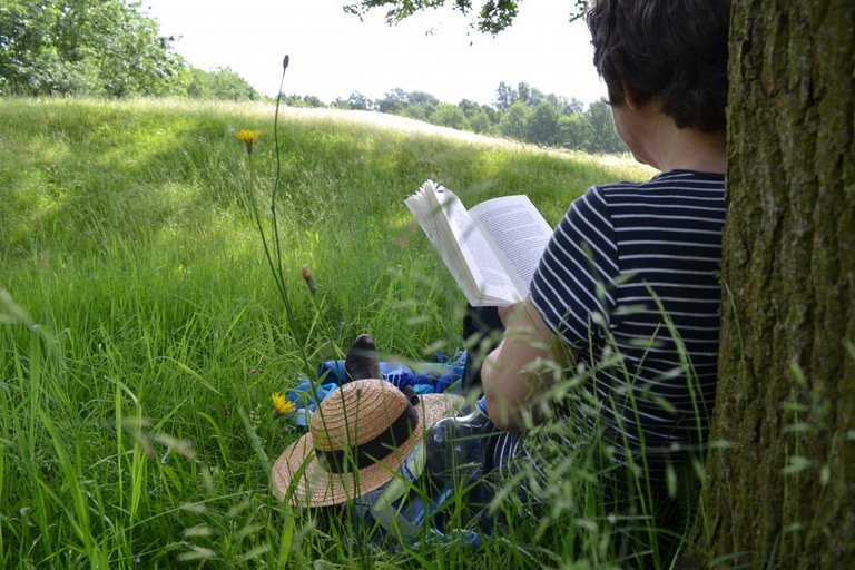 book_reading_book_reading_read_literature_summer_nature-593182.jpg!d.jpg