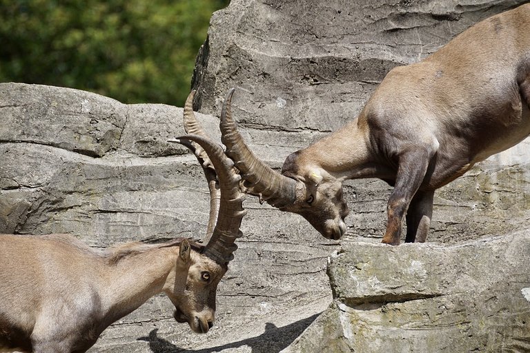 ibex2462568_960_720.jpg