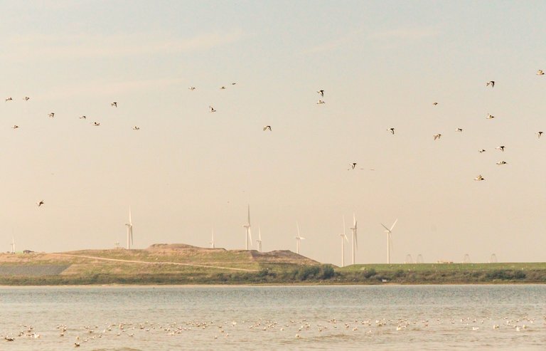 seagulls-10.jpg