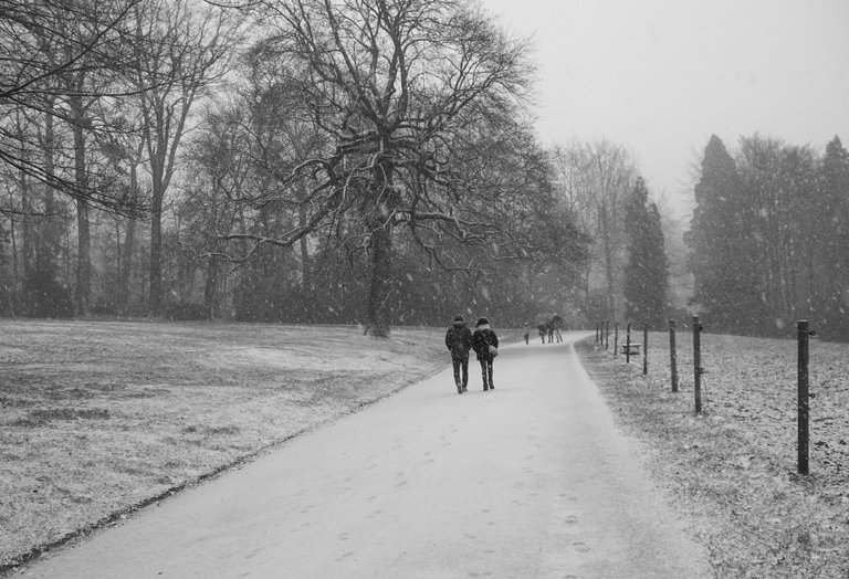 snow b&w-8.jpg