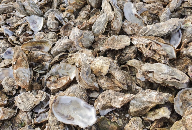 oyster1.jpg