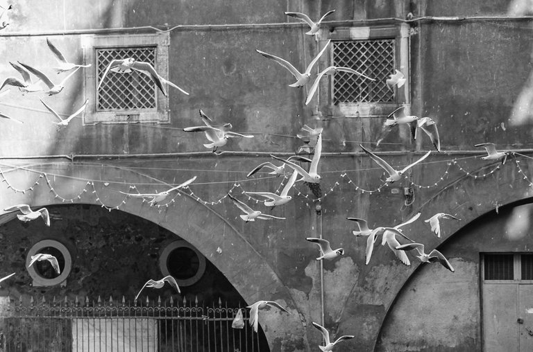 seagulls-2-2.jpg