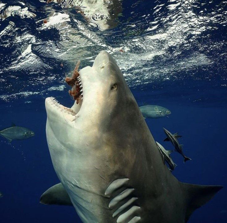 bull shark taken from internet source: https://winknews.com/2021/05/18/man-captures-astonishing-photos-of-pregnant-bull-shark-during-face-to-face-encounter-off-florida-coast