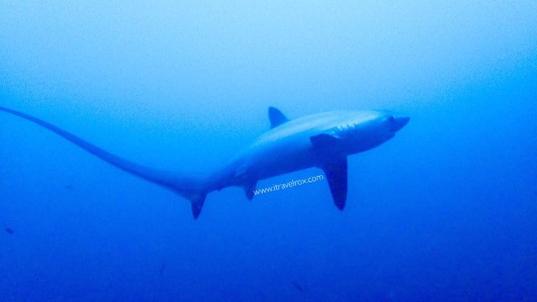 thresher shark.jpg