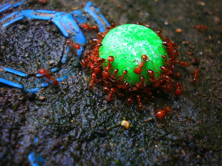ants-and-m--ms_8957086004_o.jpg
